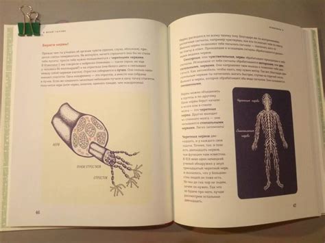 Книга: В моей голове. Как устроен мозг и зачем он нам нужен - Омберген ...