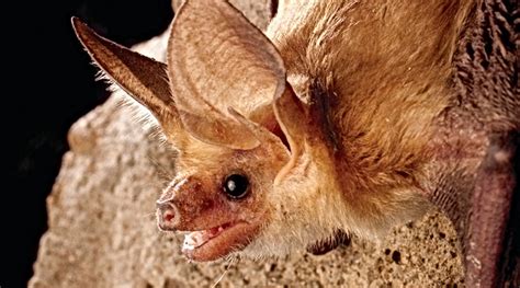 Pallid Bat