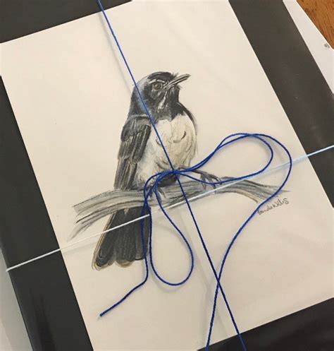 Hand Drawn Willy Wagtail Drawing Print. Australian Native Bird | Etsy