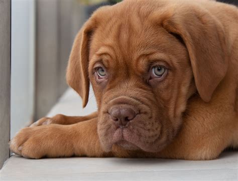 cute brown dogs breeds