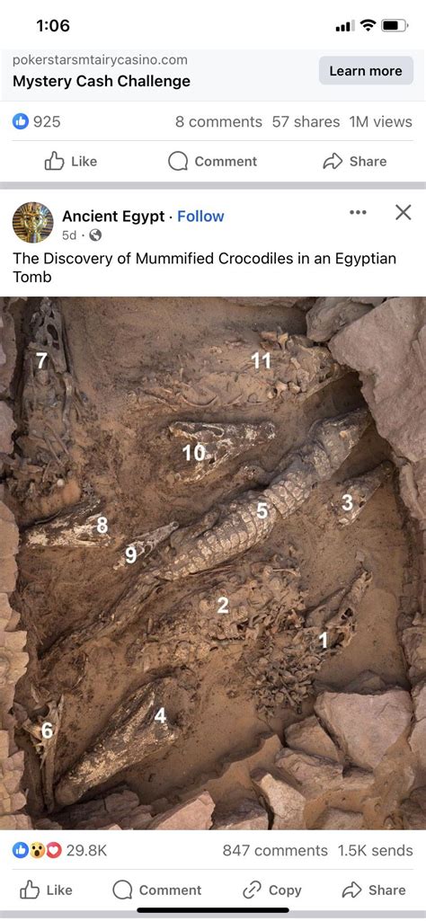 Crocodile/alligator/etc fossils : r/Paleontology