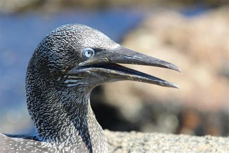 Cormoran Foto & Bild | tiere, wildlife, wild lebende vögel Bilder auf ...