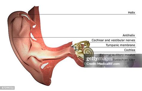 Ear Canal Anatomy Photos and Premium High Res Pictures - Getty Images