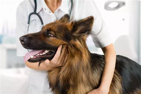 Toxoplasmose chez le chien : symptômes, traitement et pronostic ...