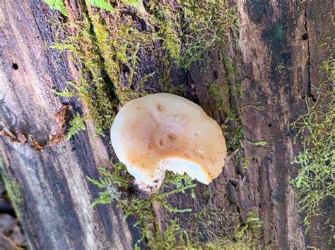 Lactarius vinaceorufescens. By Richard Jacob-2 | Western Pennsylvania ...