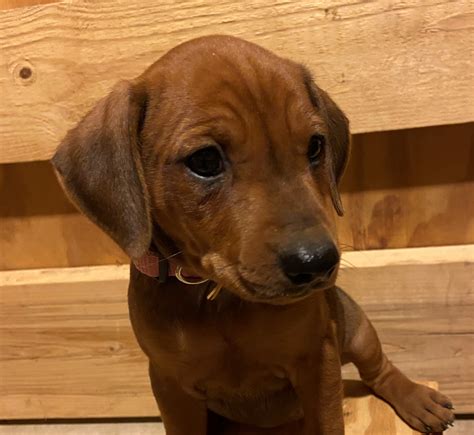 Doberman Pinscher Puppies For Sale | Greenfield Puppies