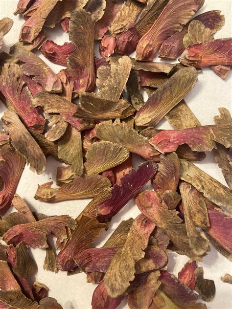 Hubb's Red Willow Japanese Maple Tree Seeds (ACER PALMATUM Dry Seed