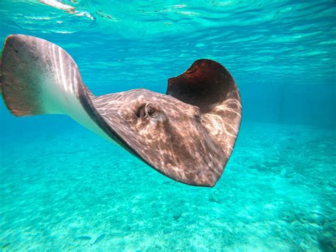 A Guide To Dolphin Cove Montego Bay & Ocho Rios | Sandals