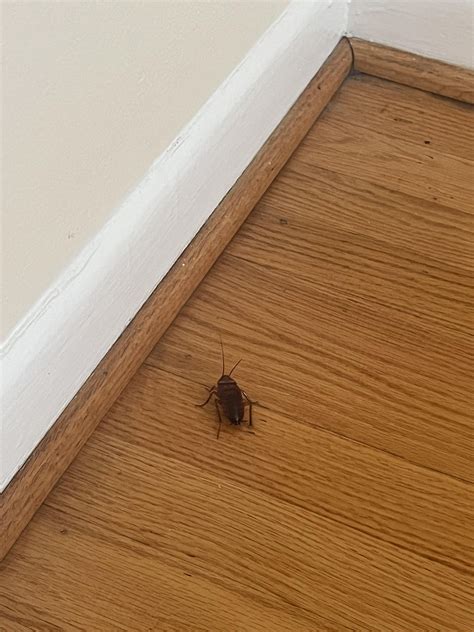 cockroach infestation? : r/pestcontrol