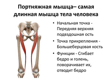 Мышцы конечностей - online presentation