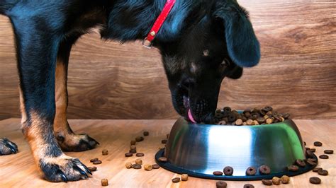 Schedule a Veterinary Appointment | Keystone Veterinary Care