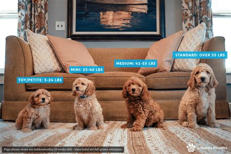 Full Grown Maltipoo