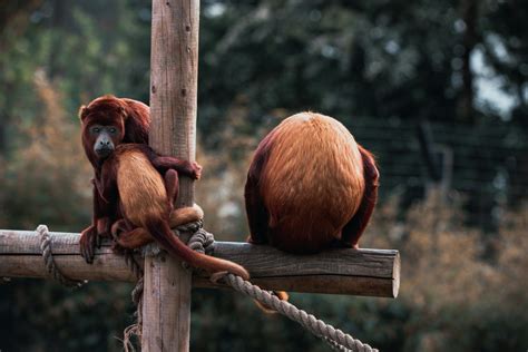 Evolution Of Mammals Photos, Download The BEST Free Evolution Of