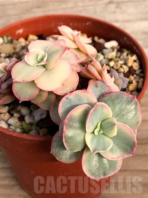 SHPR8858 Echeveria ‘Suyon’ variegated - Cactus-online