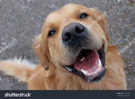 24,558 Dog big smile Images, Stock Photos & Vectors | Shutterstock