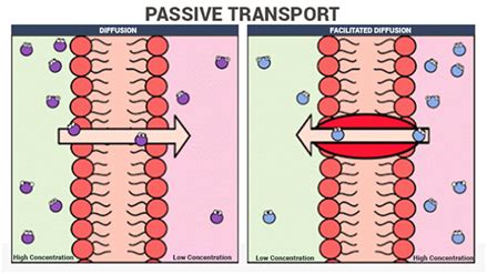 Passive Transport - An Overview, Types and Examples at BYJU’S