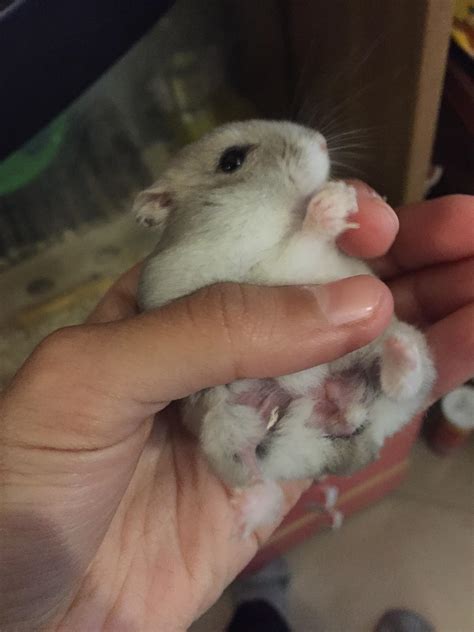 what happens if hamster losing hair indoors 3