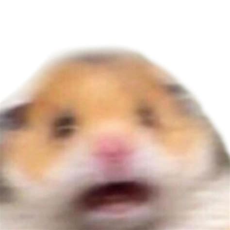 Who is this quantitial cursed Goofy ahh Vertsmiual Acasyzial Hamster ...