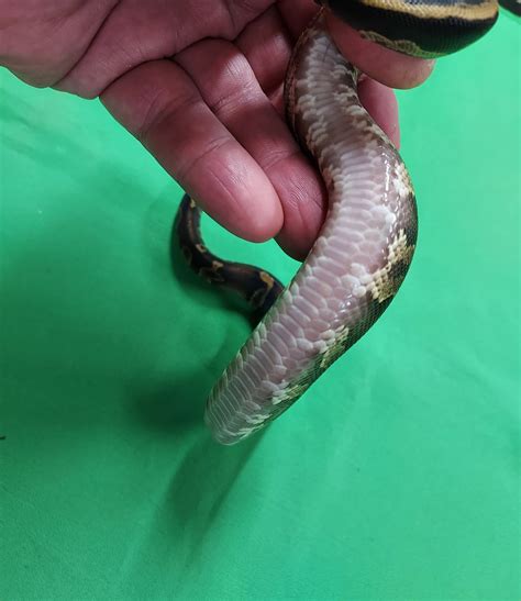 New genetic to be added - Cocoa Ball Python [Done] - Genetics & Species