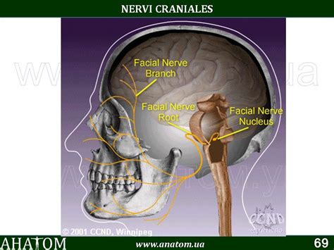 19 – NERVI CRANIALES#ЧЕРЕПНІ НЕРВИ – АНАТОМ | ANATOM.UA