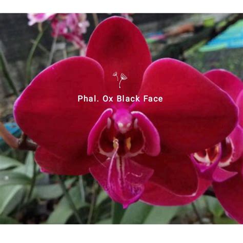 Jual Bibit Anggrek Bulan botol Phal. Ox Black Face (153) | Shopee Indonesia
