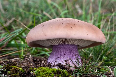 Lepista personata photo & image | natur, fungi, fungi & lichens images ...