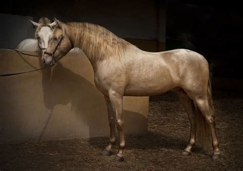 #horses. Akhal Teke | Andalusian horse, Horses, Akhal teke horses
