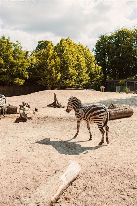 Majestic Zebra in a Bright, Sunny Enclosure A Stunning Encounter with
