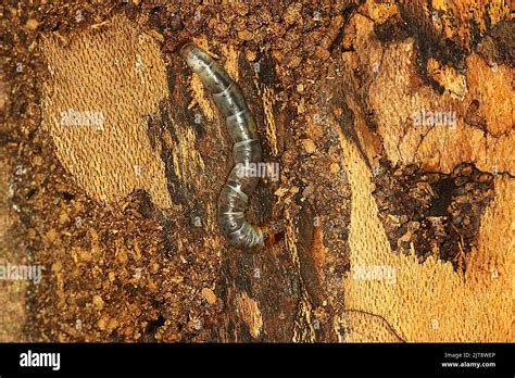 beetle larvae  res stock photography  images alamy