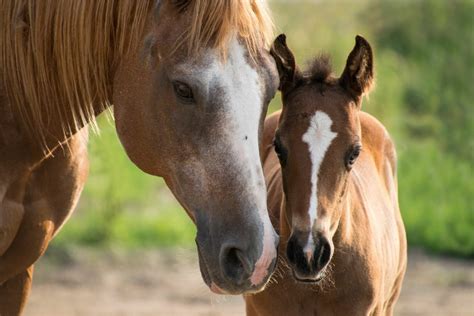 What to Expect When Your Mare is Expecting - Horse Rookie