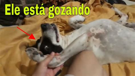 Dando O Cuzinho Pro Cachorro - Meu cachorro ta gozando😂 - YouTube