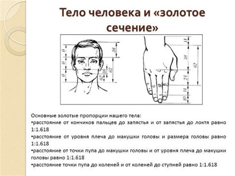 пропорции человеческого тела: 11 тыс изображений найдено в Яндекс ...