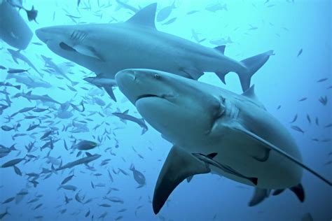 40 Bull Shark Facts About The Most Common Shark In The World