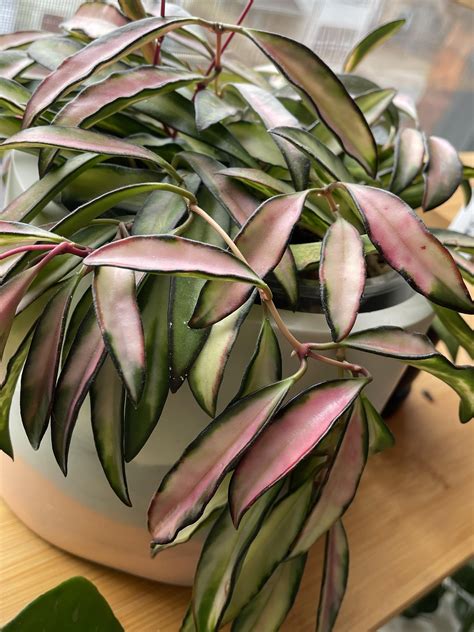 So vibrant! : r/hoyas