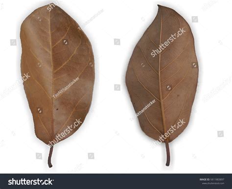 dry leaf front  side  stock photo  shutterstock