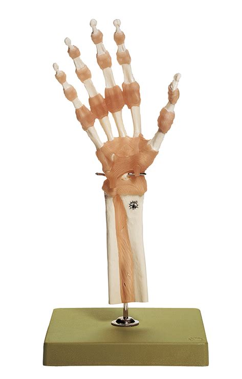 functional model   hand  finger joints arif maju