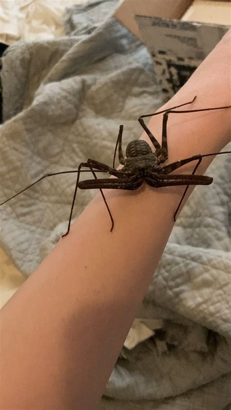 my new “harry potter bug” aka tailless whip scorpion! : r/awwnverts