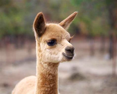 Early Cria - Alpaca Blog