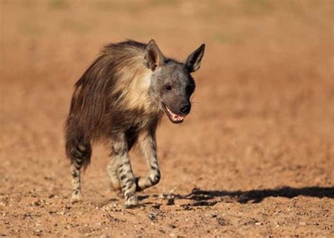 22 Brown Hyena Facts: Habitat, Diet, Strandwolf Size | Storyteller Travel