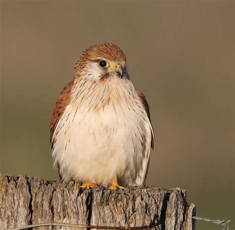 nankeen kestrel  australian museum