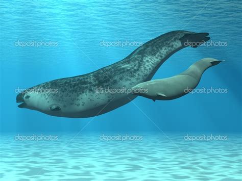 Narwhal wallpaper | 1024x768 | #58818