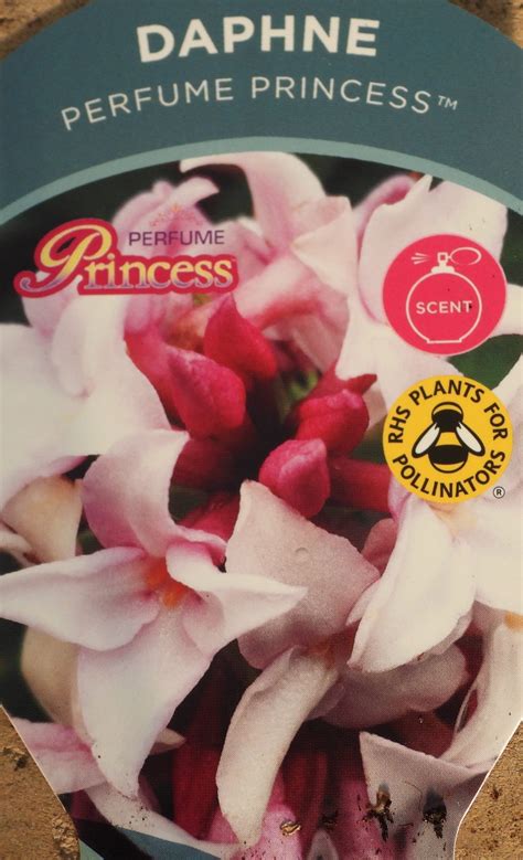 Daphne Perfume Princess - Beautiful Evergreen Shrub