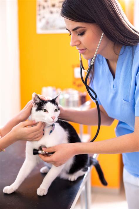 can cat breathing fast naturally 3