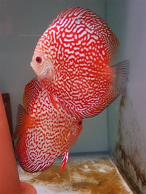 Discus | Discus fish, Tropical freshwater fish, Tropical fish