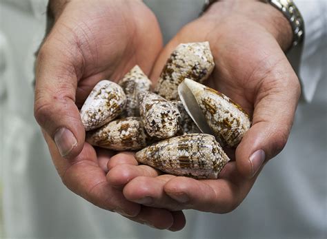 Marine Snail Venom Coming To Spare Your Guts From Pain | IFLScience