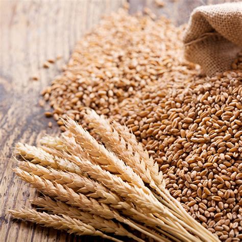 Wheat Seeds Organic Wheat Seed Nature Jims Wheat Seeds 16 - Etsy