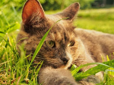 The Gumbie Cat By T. S. Eliot summary and Questions - Smart English Notes