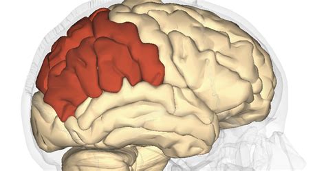 CCC Introduction to Psychology: The Parietal Lobe by Julie Nelms