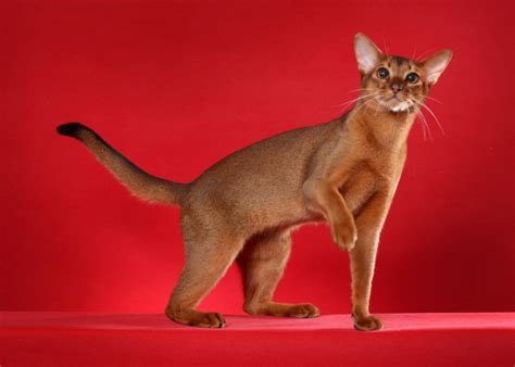 ancient cat breeds  oldest cat breeds   exist  today