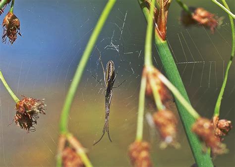 long jawed orbweavers family tetragnathidae field station